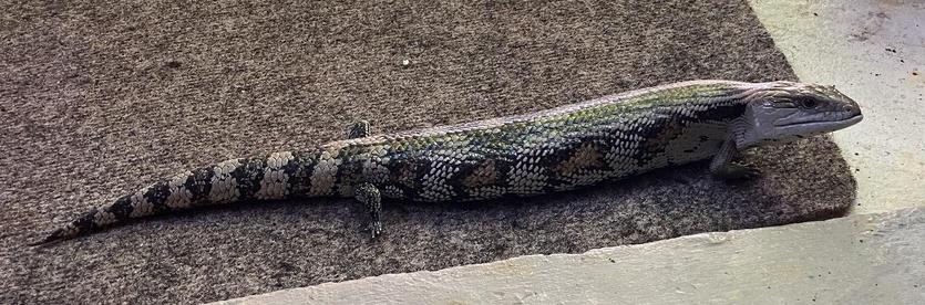 A wide shot of the entire Blue Tongued Skink, sitting on a doormat side-on to the viewer, and waiting to be fed.