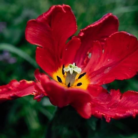 beautiful red parrot tulip close-up