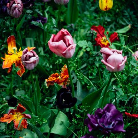 Differten colour tulips