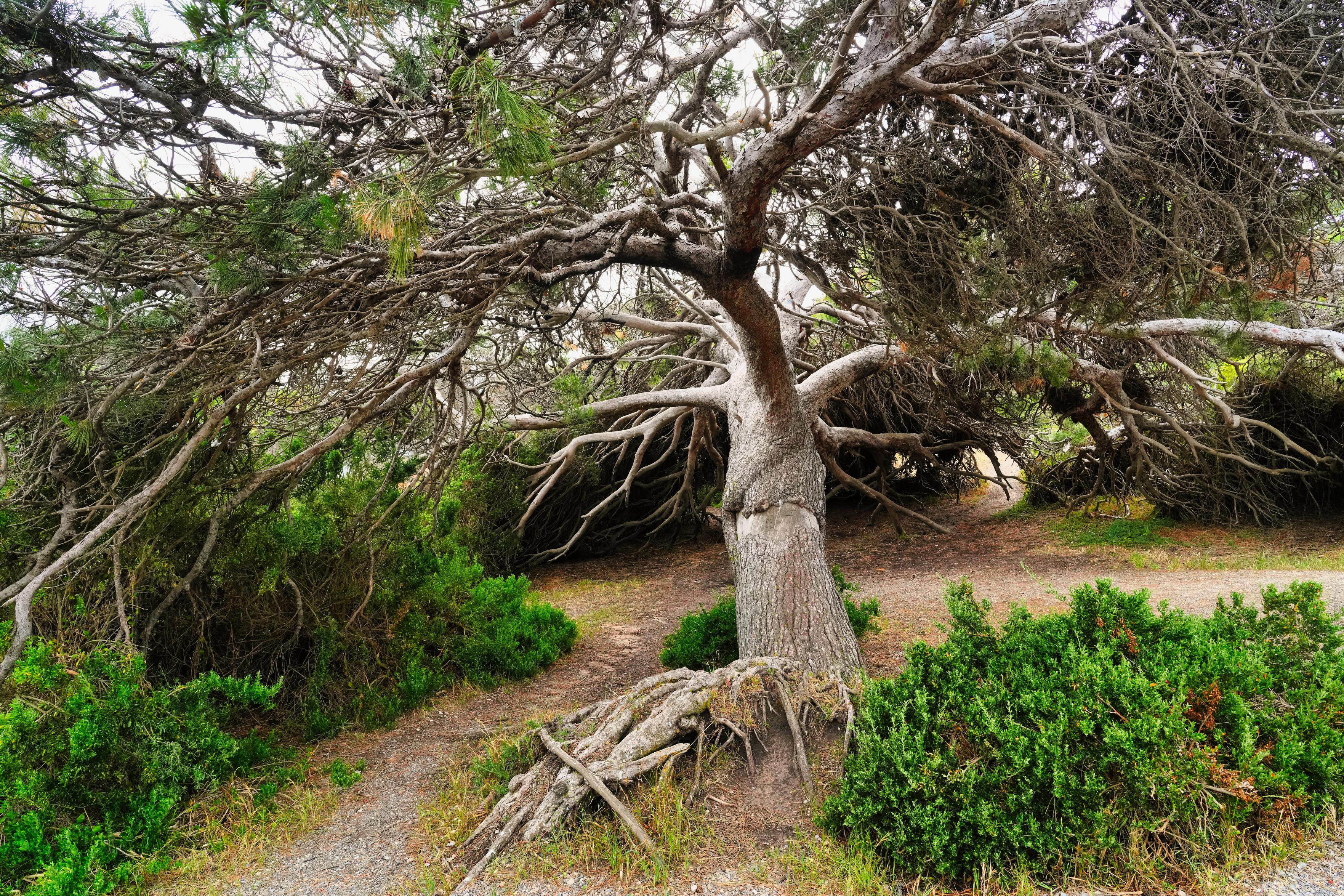 The windswept tree at Granite Island, South Australia, is an emblem of resilience and beauty, sculpted by nature over time. Granite Island, located off the coast of Victor Harbor, is known for its rugged landscapes, breathtaking views, and diverse flora and fauna. Among the many natural wonders on the island, the windswept tree stands out as a poignant symbol of the island's harsh yet stunning environment.

As visitors approach the island, they are greeted by the sight of this tenacious tree, perched on a rocky outcrop, its branches stretched out in defiance of the relentless coastal winds. The tree's twisted and gnarled appearance tells a story of survival and adaptation. Its roots cling firmly to the granite, anchoring it against the powerful forces of nature that have shaped its form.

The windswept tree's significance extends beyond its striking visual appeal. It serves as a testament to the resilience of life in the face of adversity. Despite the harsh conditions, the tree continues to thrive, demonstrating nature's ability to adapt and endure. This resilience resonates with visitors, offering a sense of inspiration and hope.

Granite Island itself is a haven for wildlife, with colonies of Little Penguins, diverse bird species, and playful fur seals. The island's diverse ecosystem further highlights the interconnectedness of nature. The windswept tree is an integral part of this ecosystem, providing shelter and sustenance for various forms of life.

