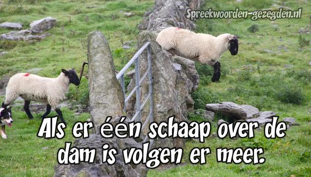 🐑 Als er één schaap over de dam is, (dan) volgen er meer 🐑
🐑 Betekenis: Als er maar eerst iemand is die het voorbeeld geeft (meestal in een moeilijk geval), dan doen de anderen hem wel na.
🐑 Engels; English: They behave like lemmings. / They follow (each other, somebody) like lemmings / They act like lemmings / They follow (one another) like sheep. / They follow the herd (of sheep) / They follow the crowd.
🐑 Frans ; français : Ils se comportent comme des moutons de Panurge. / Ils agissent comme des moutons de Panurge. / Ils suivent comme des moutons de Panurge. / Ce (ne) sont (que) des moutons de Panurge. / Ils ne font que suivre le troupeau (comme des moutons).
🐑 Duits; Deutsch: Ein Schaf folgt dem andern. / Sie benehmen sich wie eine Hammelherde. / Sie laufen mit der Herde (mit). / Alle rennen der Masse nach. / Sie laufen (nur) der Masse nach. / Wo ein Schaf vorgeht, folgen die anderen (nach). / Wo ein Schaf hinüberspringt, springen die anderen nach.
🐑 Italiaans; italiano: (Lo, ti, li …) seguono come (tanti) pecoroni. / Tutti seguono come pecoroni. / Seguono tutti come pecoroni. / Sono (tutti) un mucchio di pecoroni. / Non sono altro che un mucchio di pecore (che belano; …. che si adeguano alla volontà del gregge). / Seguono come pecore il gregge (che li precede; …. che ci precede; … che ci sta davanti; … che ci cammina davanti). / Sono tutti come i montoni di Panurgo. [< lingua francese]