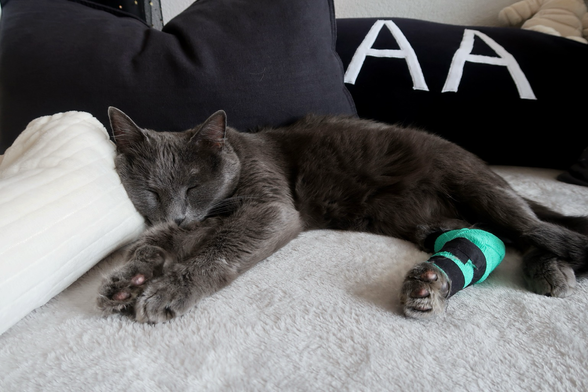 Un chat gris couché sur une couverture douce. Il porte un bandage à la patte arrière. Autour de lui, il y a des coussins moelleux et un coussin avec marqué AA (c’est une pile duracell que j’ai cousue) 