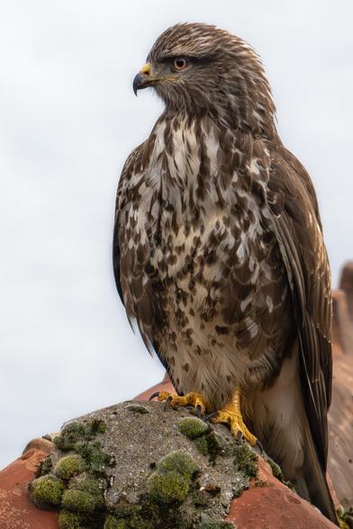 Mäusebussard im Profil