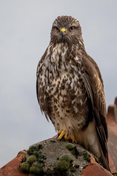 Mäusebussard frontal