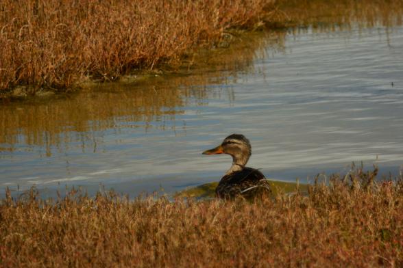 Un ánade azulón que estaba en una de las charcas próximas al camino del Sendero Río Arillo-Tres Amigos. Al verme se adentró andando en el humedal, pero sin perderme de vista. Sus plumaje es apagado, tirando a pardo oscuro. Su pico y patas son de color naranja. 
