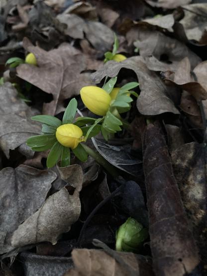 Knospen von zwei Winterlingen spitzen aus dem Laub.