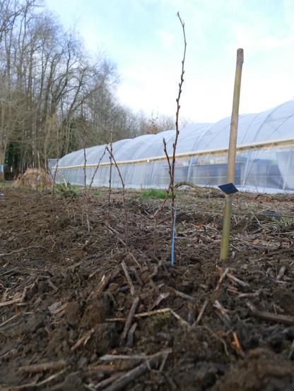 Photo de plants de framboisiers, plantés dans un sol couvert de matière organique en décomposition. En arrière plan, une serre agricole. 