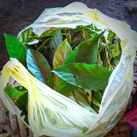 Leaves of chacruna in a bag.