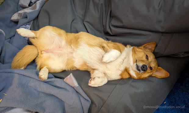 Moxxi the corgi is on her back on a grey bean bag, legs spread out wide open, eyes half closed closed, with zero desire to do anything. 