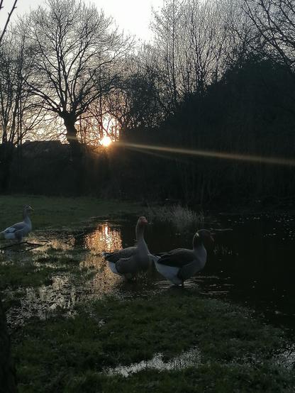 Photo de trois oies au bord d'une rivière devant un soleil couchant qui filtre au travers de branches d'arbres