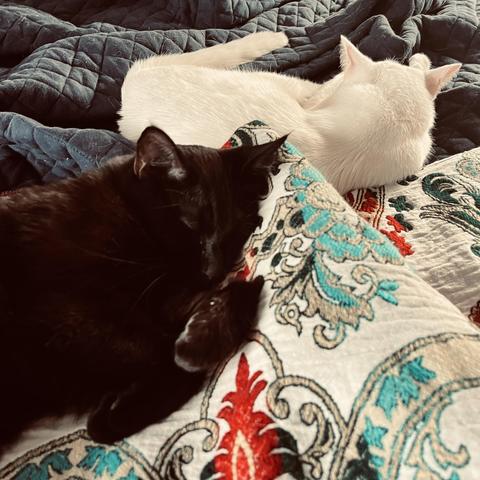 on a bed sleep a black cat and (behind him) a white cat