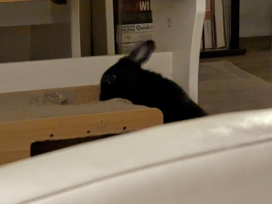 Me chewing on the top of a wooden and cardboard house 