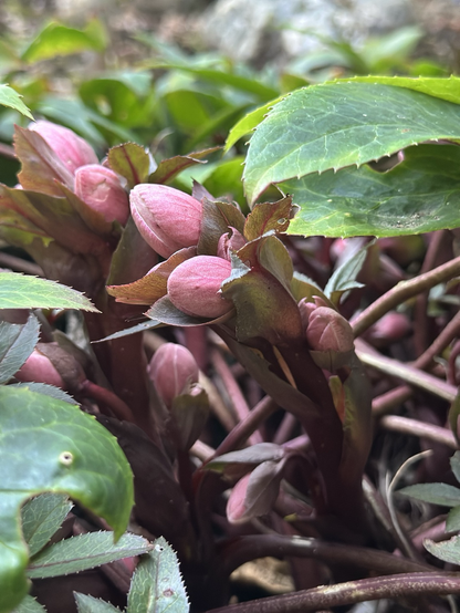 Hellebores ready to bloom 