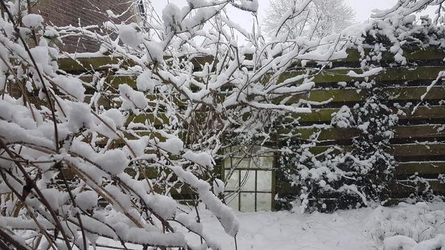Sneeuw balanceert op de takken en bladeren van planten en struiken. Tegen de schutting staat een tot spiegel verbouwd antiek stalraam