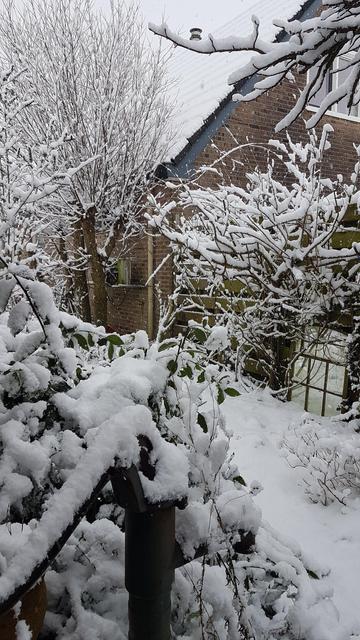 Doorkijkje in de tuin. Op de voorgrond een oude zwengelpomp bedekt met sneeuw. Op de achtergrond de nog ongeknotte wilgen. Alles bedekt met een laag sneeuw.