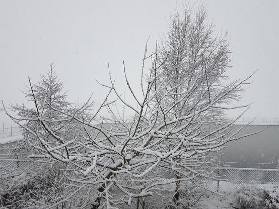 Morellenboom en berken met sneeuw. Daarachter de ijsbaan met een laag "snijs" en daarachter is het uitzicht helemaal verdwenen in de sneeuwmist. Wit zover het oog reikt