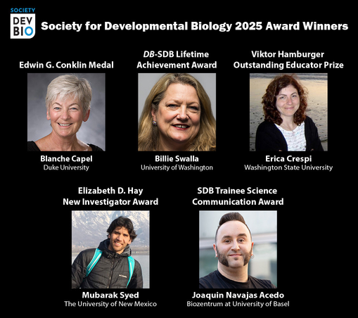 Society for Developmental Biology logo
Society for Developmental Biology 2025 Award Winners

Edwin G. Conklin Medal
Headshot of Blanche Capel
Blanche Capel, Duke University

Developmental Biology-Society for Developmental Biology Lifetime Achievement Award
Headshot of Billie Swalla
Billie Swalla, University of Washington

Viktor Hamburger Outstanding Educator Prize
Headshot of Erica Crespi
Erica Crespi, Washington State University

Elizabeth D. Hay New Investigator Award
Headshot of Mubarek Syed
Mubarak Syed, The University of New Mexico
 
Society for Developmental Biology Trainee Science Communication Award
Headshot of Joaquin Navajas Acedo
Joaquin Navajas Acedo, Biozentrum at University of Basel