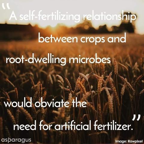 "A self-fertilizing relationship between crops and root-dwelling microbes would obviate the need for artificial fertilizer." -from Asparagus Magazine