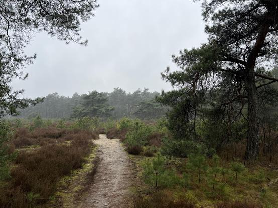 Sandy pine forest path leading to a clearing. Green pine, brown heather, grey sky, foggy distance.