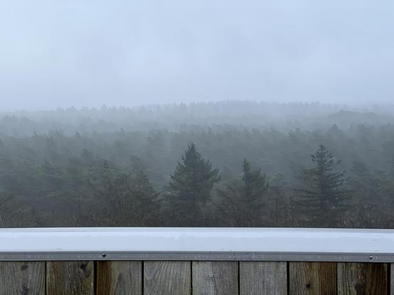 View point from a small tower on top of the local hill. Layers of increasingly foggy pine forest fading away to grey nothingness.