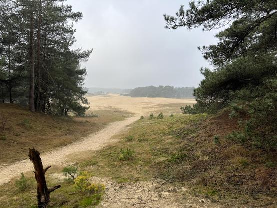 Sandy pine forest path leading to a patch of shifting sand left over from the last ice age (and/or from peat harvesting).