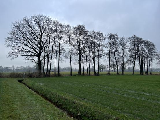 Soggy green grass field with a small ditch leading to a perpendicular single row of bare broadleaf trees. Blueish grey sky.