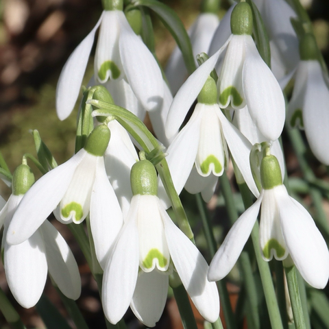 Snowdrops