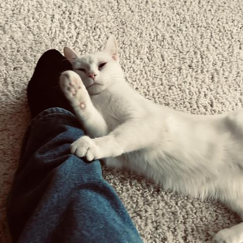a white cat on her back holds on to a human's pant leg and looks cute
