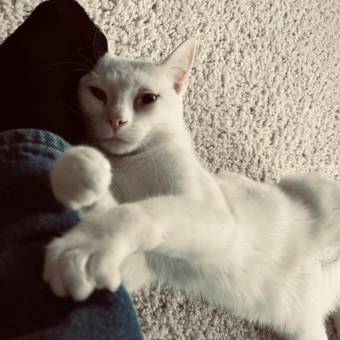 a white cat on her back holds on to a human's pant leg and looks up at us
