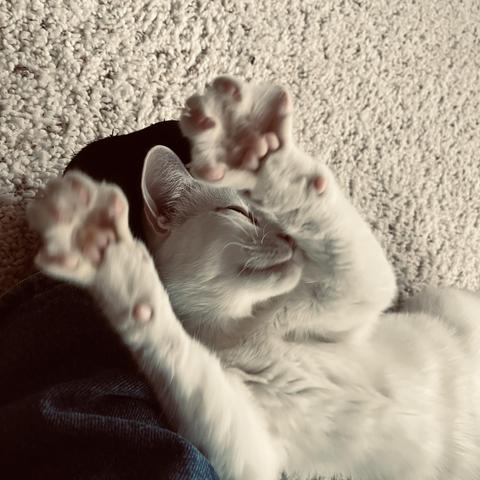 a white cat on top of a human's foot smiles and raises her front paws in the air