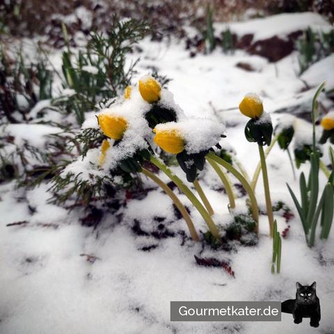 Winterlinge im Schnee