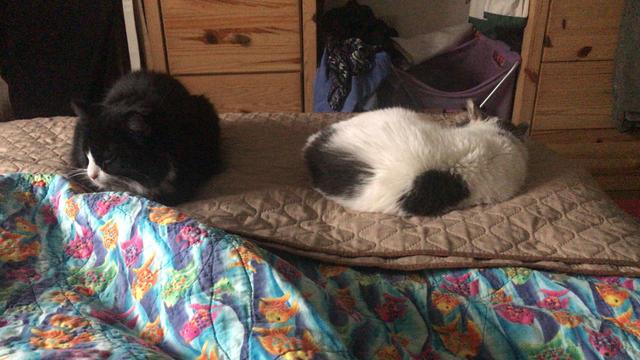 Two cats resting side by side on a bed covered with a colorful fish-patterned quilt. One cat is black with white markings (Amelia the fluffy tuxy, loafing on the LEFT), and the other is mostly white with black spots (CeCe, lounging on the RIGHT).