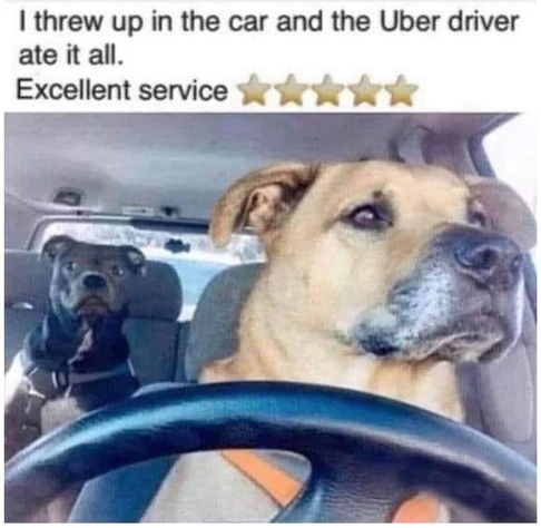 Dog providing excellent service