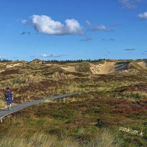 Ein Mensch geht auf einem Bohlenweg durch eine Dünenlandschaft. Am Horizont ist ein Waldgürtel zu sehen. Blauer Himmel und wenig Wölkchen. Eine dickere weiße Wolke.