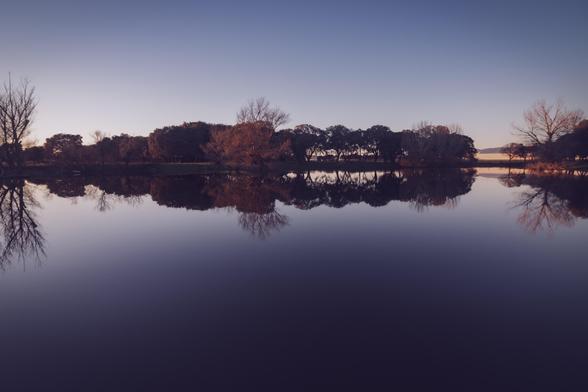 Fotografía donde se ve en la mitad superior una fila de árboles de hojas caídas o algo secas al atardecer y reflejados en un pequeño lago.