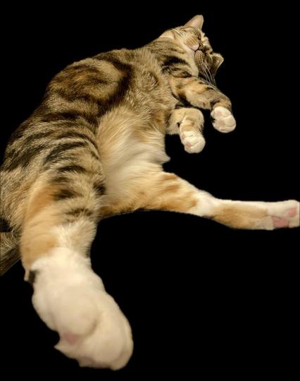 Photo of a classic tabby whose colors include black, orange, tan and white. the white mainly on her fluffy belly and cute feet with pink toe beans. She is sprawled out with one hind leg closest to the camera and the rest of her increasingly distant so that her head looks smaller than her hind foot (but still adorable). She is completely relaxed and sound asleep. It's hard to describe how ridiculously sprawled out and completely indifferent to the world she is but it is enviable.