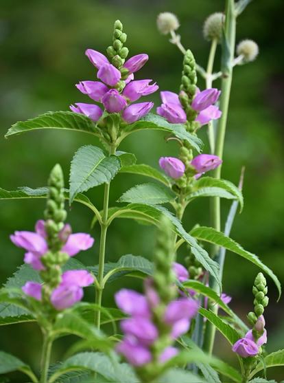 Chelone obilqua, pink turtlehead in full bloom. Pink flowers on stalk with unopened buds at top. Bright green foliage with serrated leaves margins. Additional stalks can be seen out of focus behind subject. https://nativeplantsunlimitedshop.com/products/pink-turtlehead-chelone-obliqua 