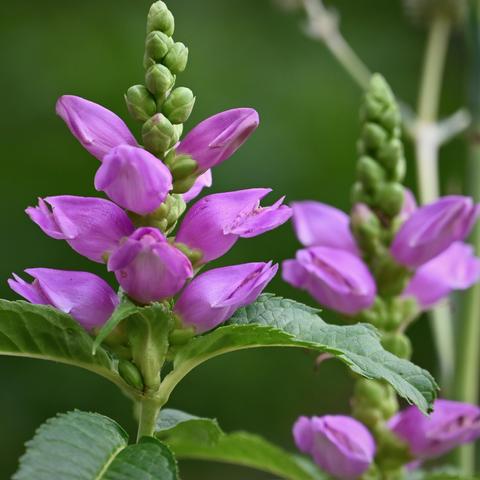 Chelone obilqua, pink turtlehead in full bloom. Pink flowers on stalk with unopened buds at top. Bright green foliage with serrated leaves margins. Additional stalks can be seen out of focus behind subject. https://nativeplantsunlimitedshop.com/products/pink-turtlehead-chelone-obliqua 