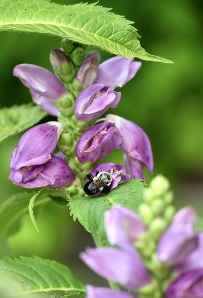 A native bumblebee nectaring on Chelone obilqua, pink turtlehead, in full bloom. Bumblebees have to pry the petals apart to enter the flower. Other small insects pollinate turtlehead blooms as well. Pink flowers on stalk with unopened buds at top. Bright green foliage with serrated leaves margins. Additional stalks can be seen out of focus in foreground. 