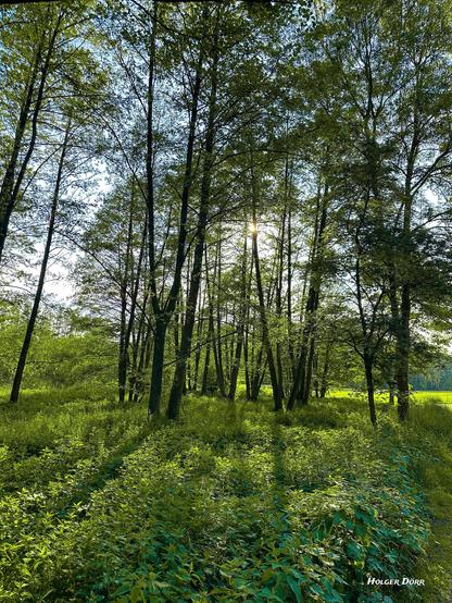 Ein lichtdurchfluteter Wald am Abend.
Hohe, schlanke Bäume stehen dicht beieinander, während die tief stehende Sonne zwischen den Ästen hindurchscheint. Die langen Schatten der Bäume fallen auf den üppig grünen Waldboden, der mit dichtem Laub und Pflanzen bedeckt ist. Die Atmosphäre wirkt ruhig und einladend - ein Moment voller Stille, Licht und Natur.