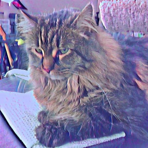 A large long haired brown tabby with a Maine Coon Cat look lying with front paws on paper with printing and a stern expression, all softened by a pink blur filter, illustrating The Cat Instruction Manual.