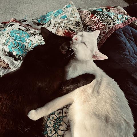 a white cat and a black cat hug and mutually groom 
