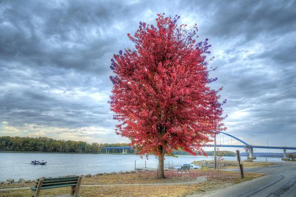 A vibrant tree with red leaves stands prominently by the Mississippi River, under a cloudy sky.