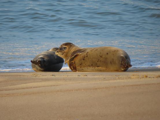 Les phoques de la plage d'Ostende