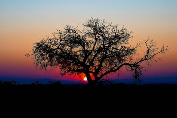 Serengeti sunset of Africa