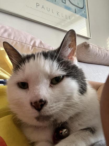 closeup of white cat with black markings 