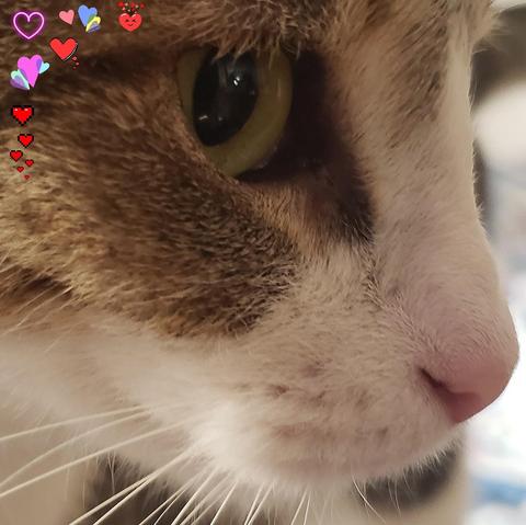 A close-up photo in profile, looking to the right, of a brown and white tuxedo tabby cat with a pink nose, white whiskers, and green-gold irises. The upper left corner of the square image is decorated with a variety of tiny heart stamps.