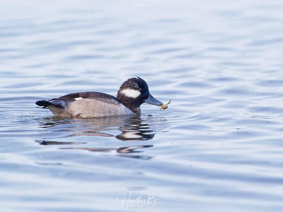 One final Valentine's picture for 2025 ... this one is the ...

Valentine's Day Kiss
A female bufflehead gives a kiss to the unfortunate shore crab before she consumes it for dinner.