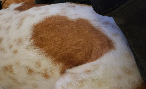 A roughly heart shaped spot on the side of a dog