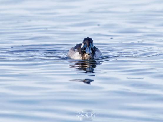 A female bufflehead duck surfaces close to the shoreline